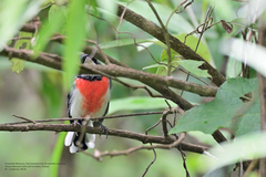 Granatellus venustus