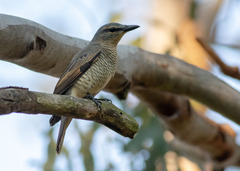 Common Cicadabird photo 2