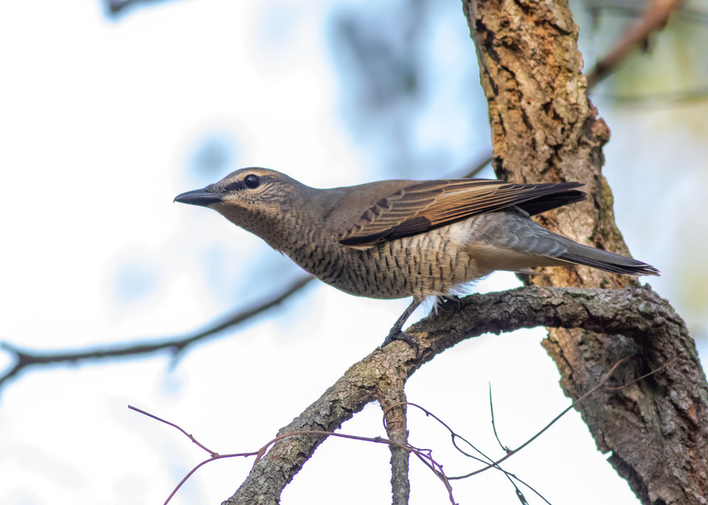 Common Cicadabird