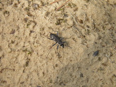 Cicindela sylvatica