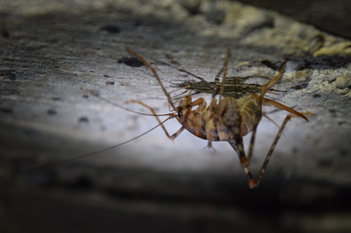 kobylkovec skleníkový (Tachycines asynamorus)