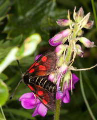 Zygaena exulans