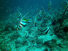 Heniochus diphreutes