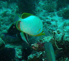 Chaetodon xanthocephalus