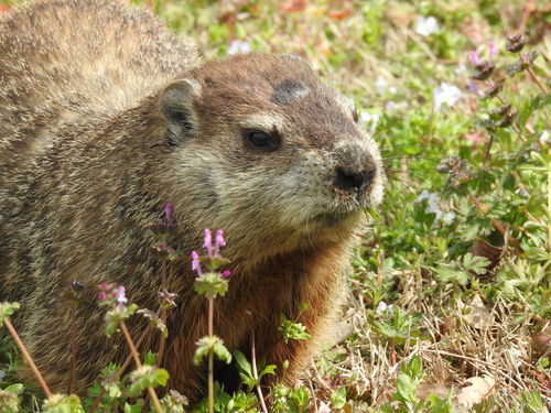 Groundhog photographed in Virginia