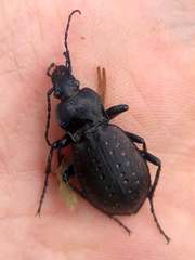Carabus hortensis