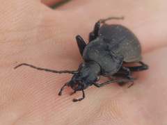 Carabus hortensis