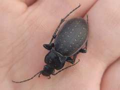 Carabus hortensis