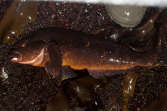 Hexagrammos decagrammus
