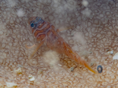 Half-Barred Goby photo 4