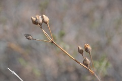 Cistus umbellatus
