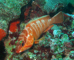 Epinephelus fasciatus