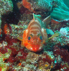 Epinephelus fasciatus