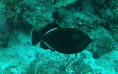 Melichthys indicus