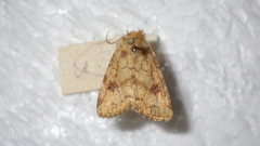 Atypha pulmonaris