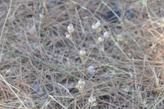 Silene conoidea