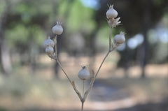 Silene conoidea