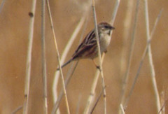 Emberiza pallasi