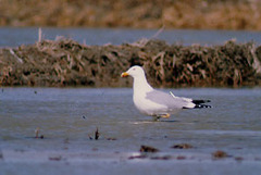 Larus argentatus mongolicus