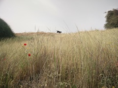 Papaver syriacum
