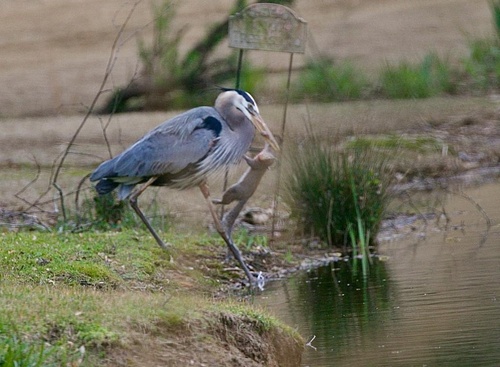 Great Blue Heron photographed in Georgia