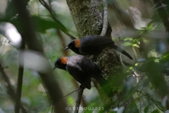 Rufous-Cheeked Laughingthrush photo 2