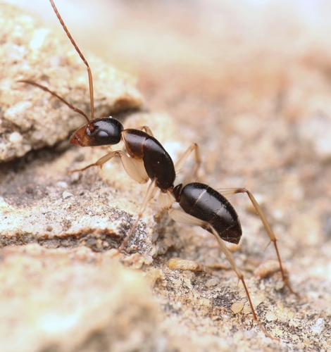 Camponotus elegansCamponotus elegans