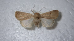 Caradrina aspersa