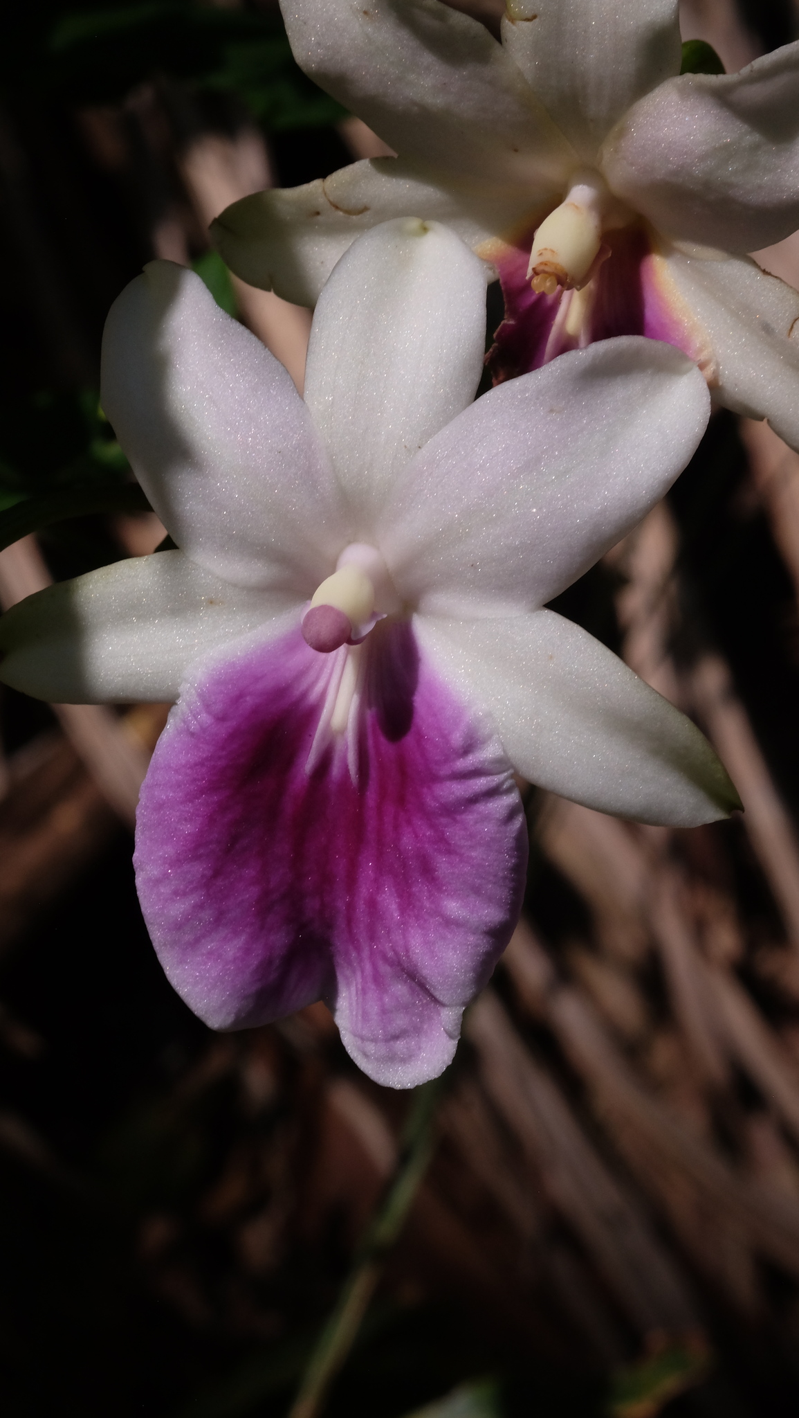 Imagem de Orquídea