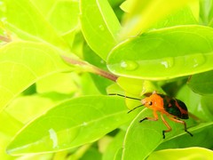 Tynacantha marginata
