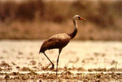 Gruidae