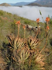 Aloe glauca