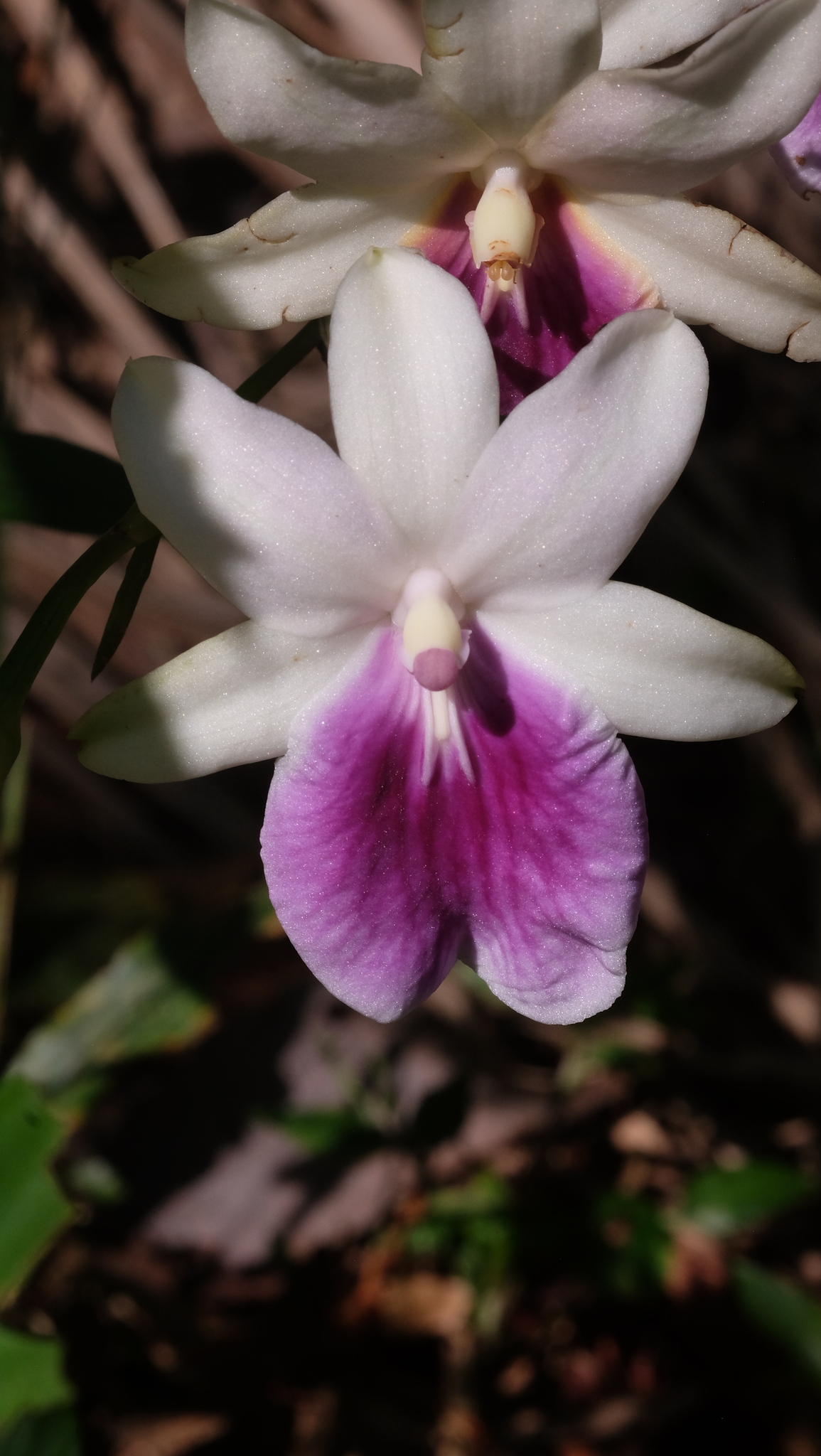 Imagem de Orquídea