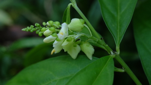 Caamembeca salicifolia (Caamembeca salicifolia)