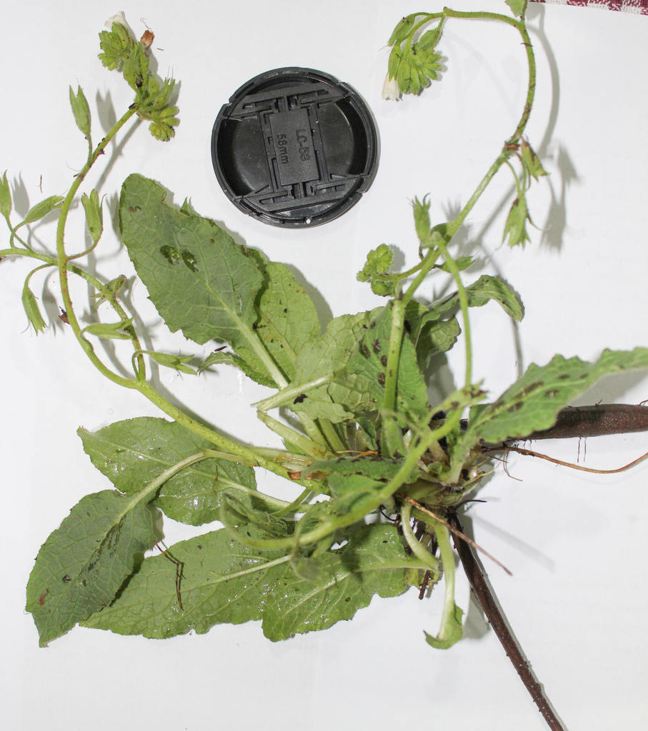 Symphytum kurdicum