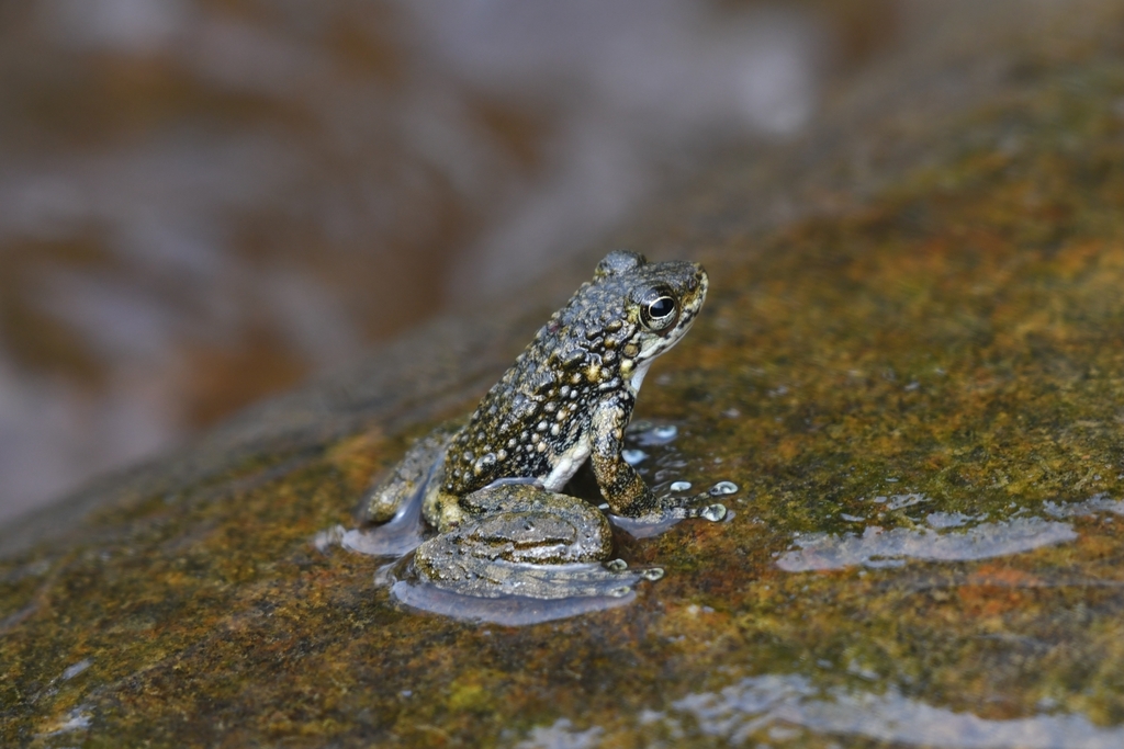 Yunkai Torrent Frog