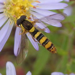 Sphaerophoria philanthus