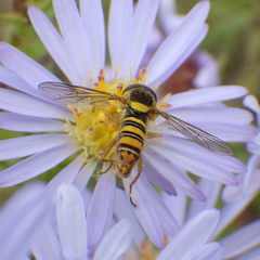 Sphaerophoria philanthus