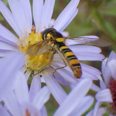 Sphaerophoria philanthus