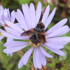 Phasia aurulans