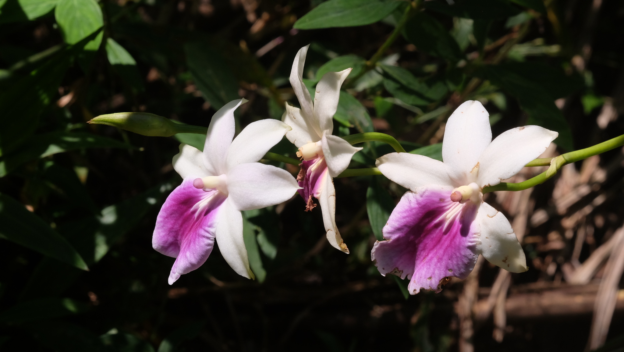 Imagem de Orquídea