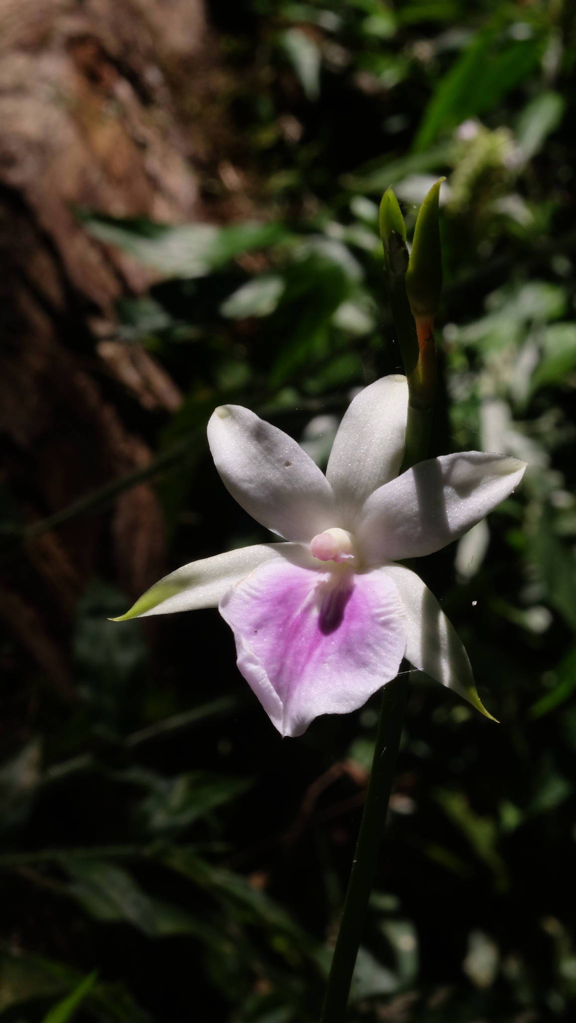 Imagem de Orquídea
