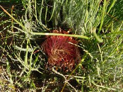 Protea restionifolia