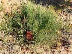 Protea restionifolia