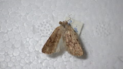 Caradrina selini