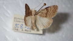 Caradrina selini