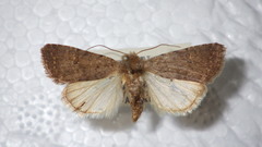 Caradrina flavirena