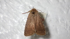 Caradrina flavirena