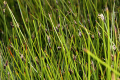 Eleocharis quinqueflora