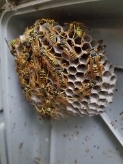 Polistes dominula